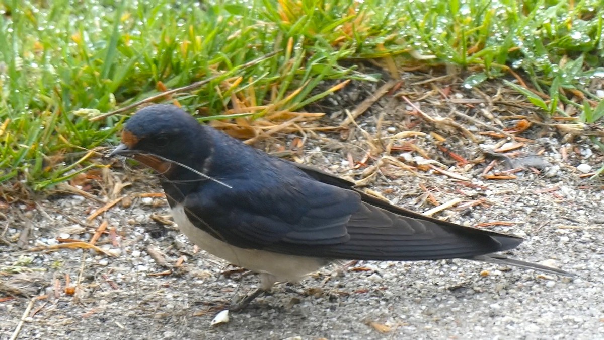 Barn Swallow - Bernie Millington