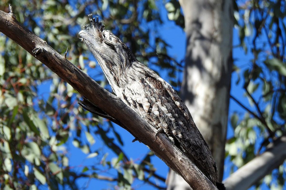 Tawny Frogmouth - ML620779523