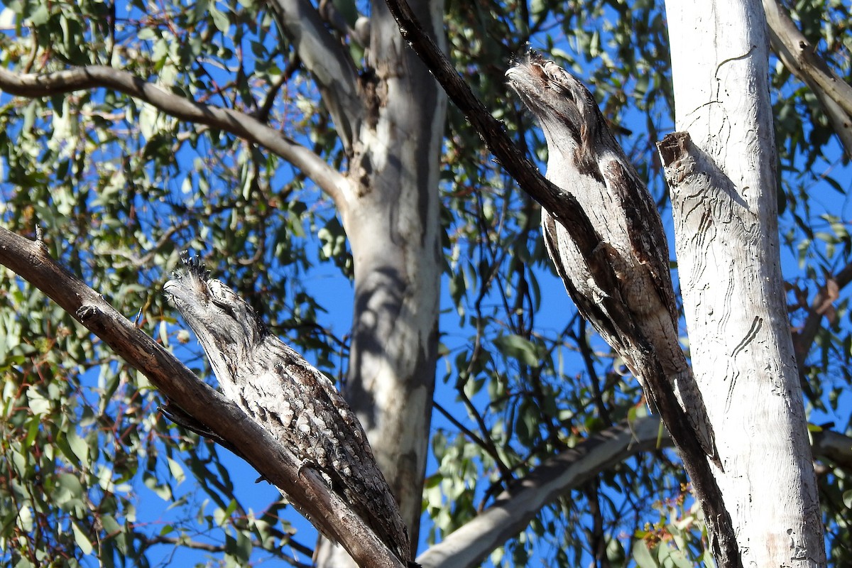 Tawny Frogmouth - ML620779524