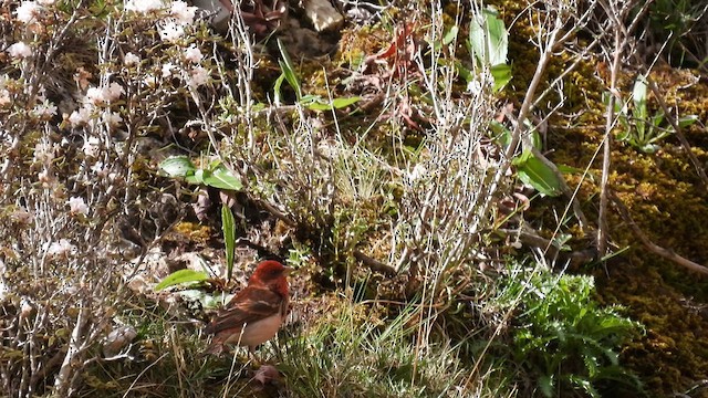 Common Rosefinch - ML620779530