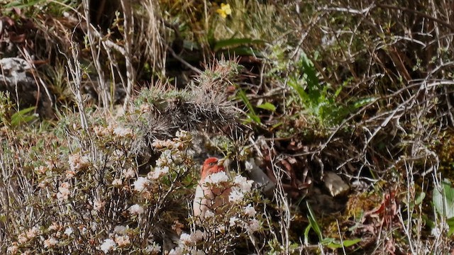 Common Rosefinch - ML620779531