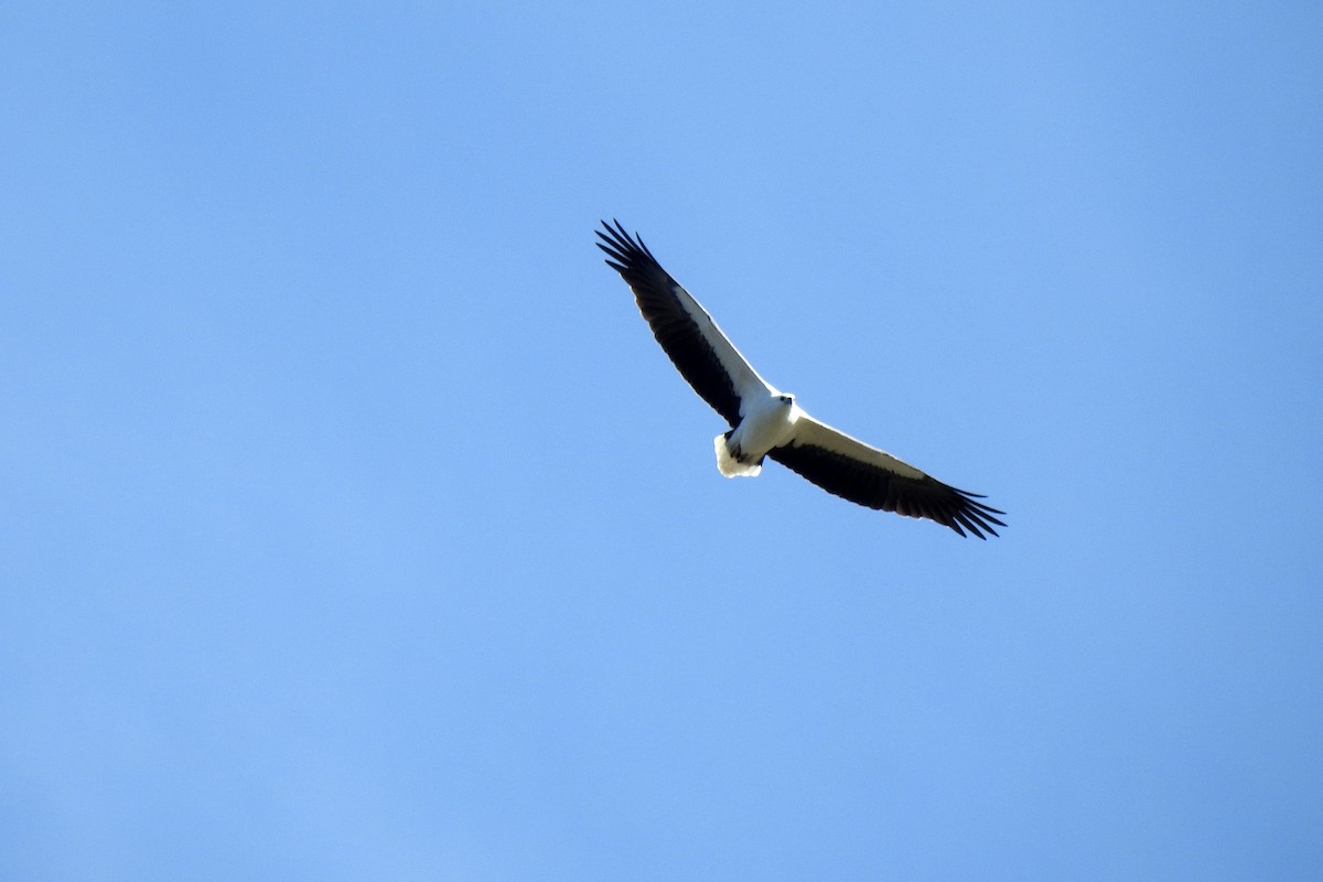 White-bellied Sea-Eagle - ML620779532