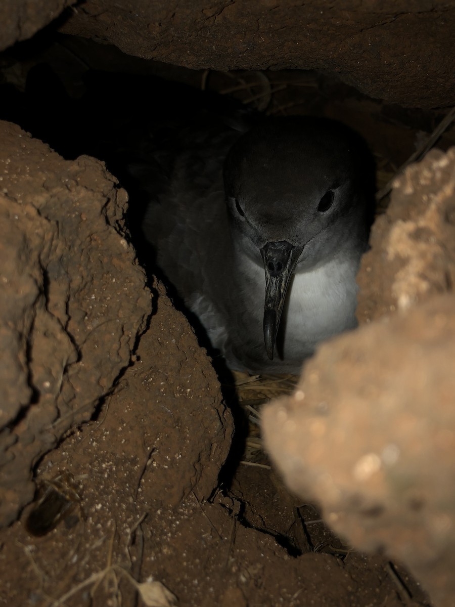 Wedge-tailed Shearwater - ML620779534