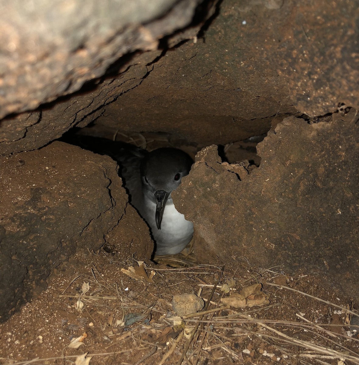 Wedge-tailed Shearwater - ML620779535