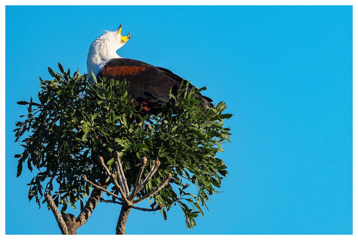 African Fish-Eagle - ML620779540