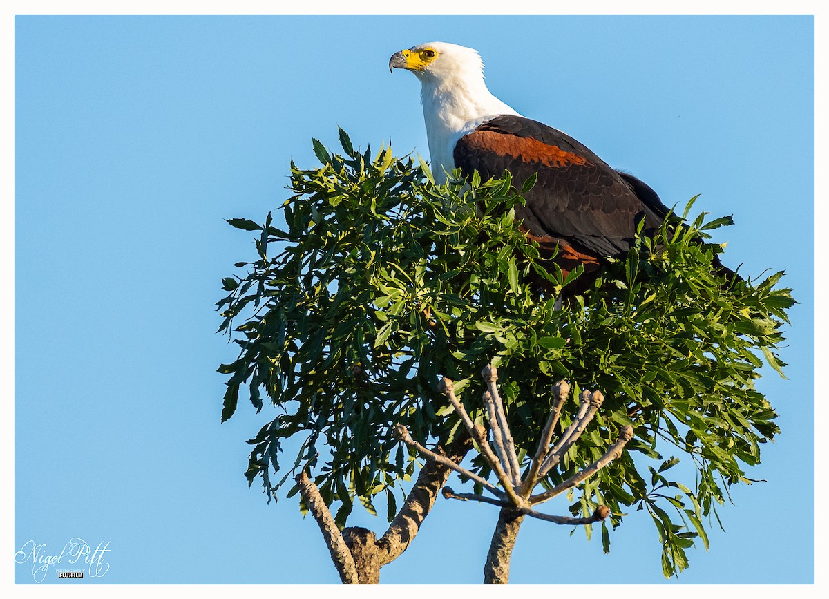 African Fish-Eagle - ML620779541