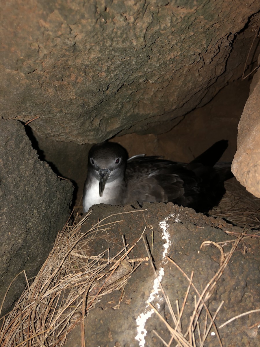 Wedge-tailed Shearwater - ML620779543