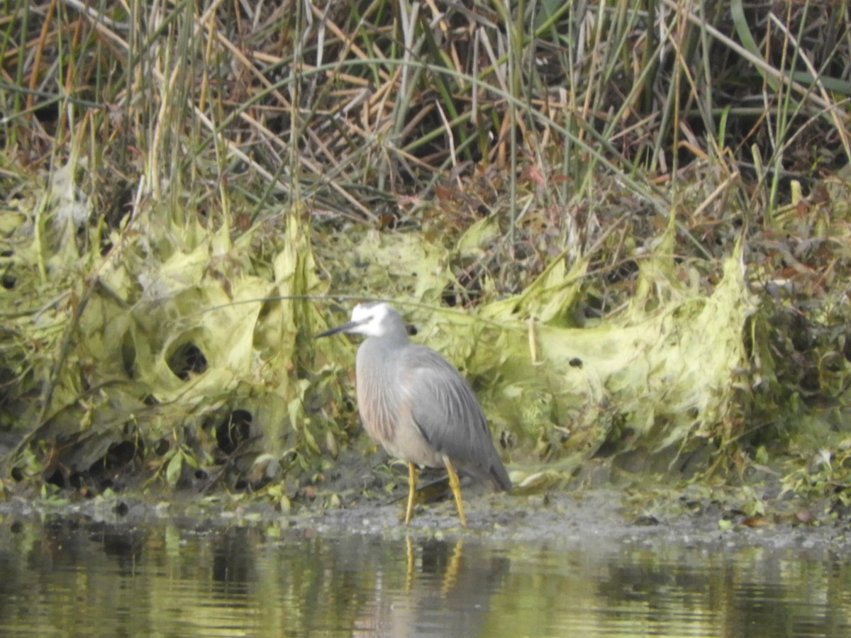 White-faced Heron - ML620779545