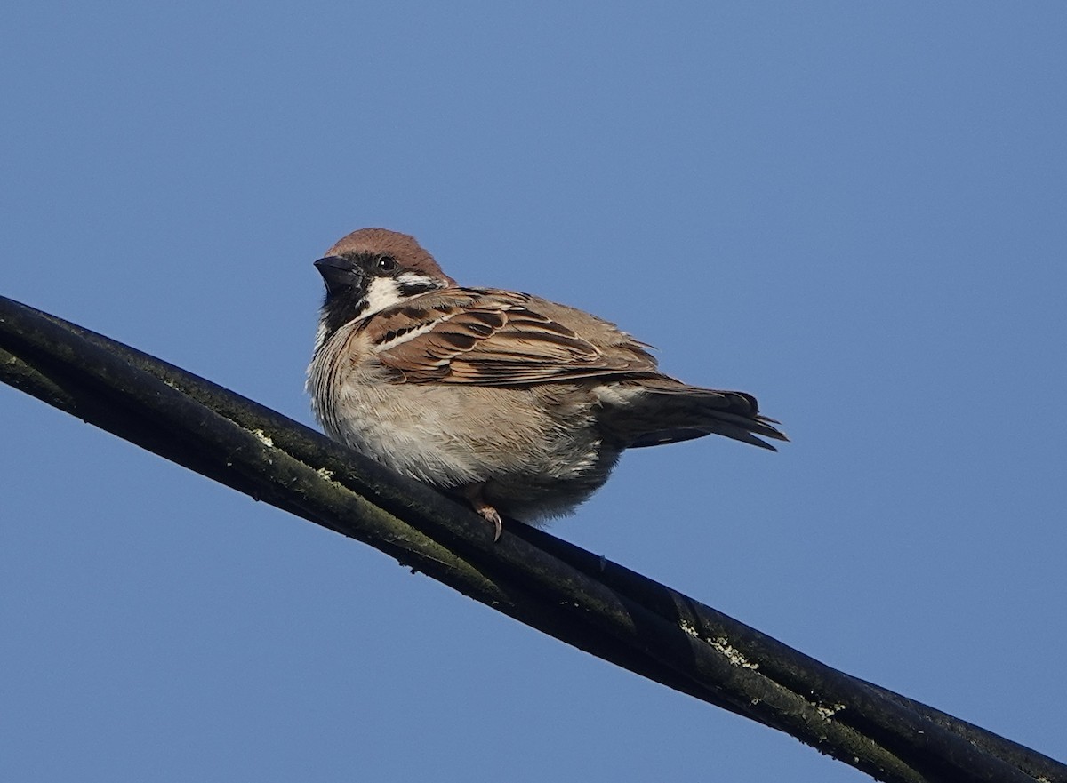 Eurasian Tree Sparrow - ML620779546