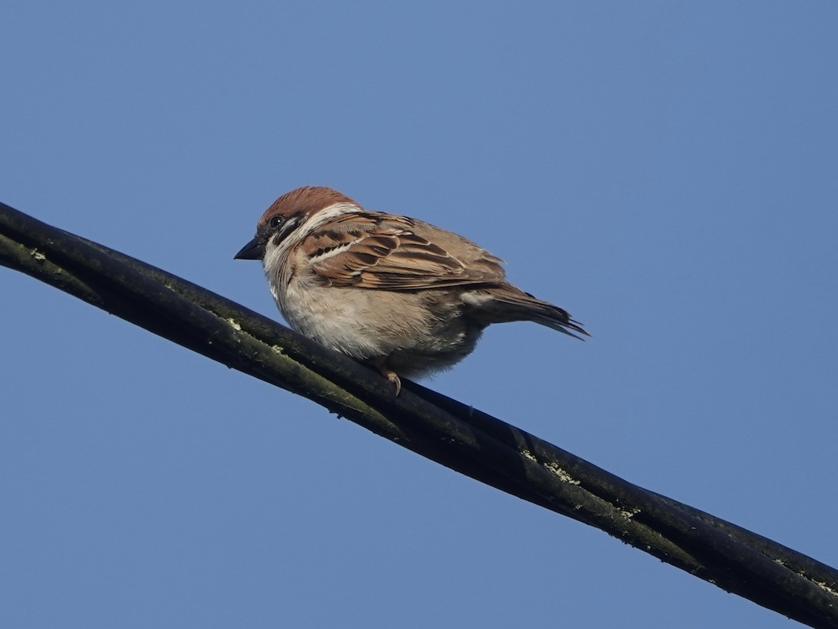 Eurasian Tree Sparrow - ML620779547