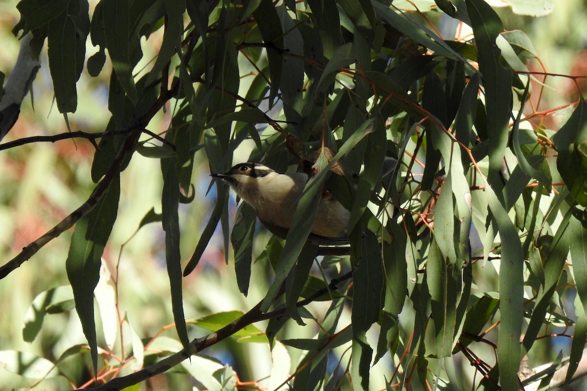 Brown-headed Honeyeater - ML620779549