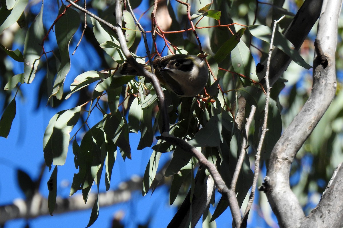 Brown-headed Honeyeater - ML620779550