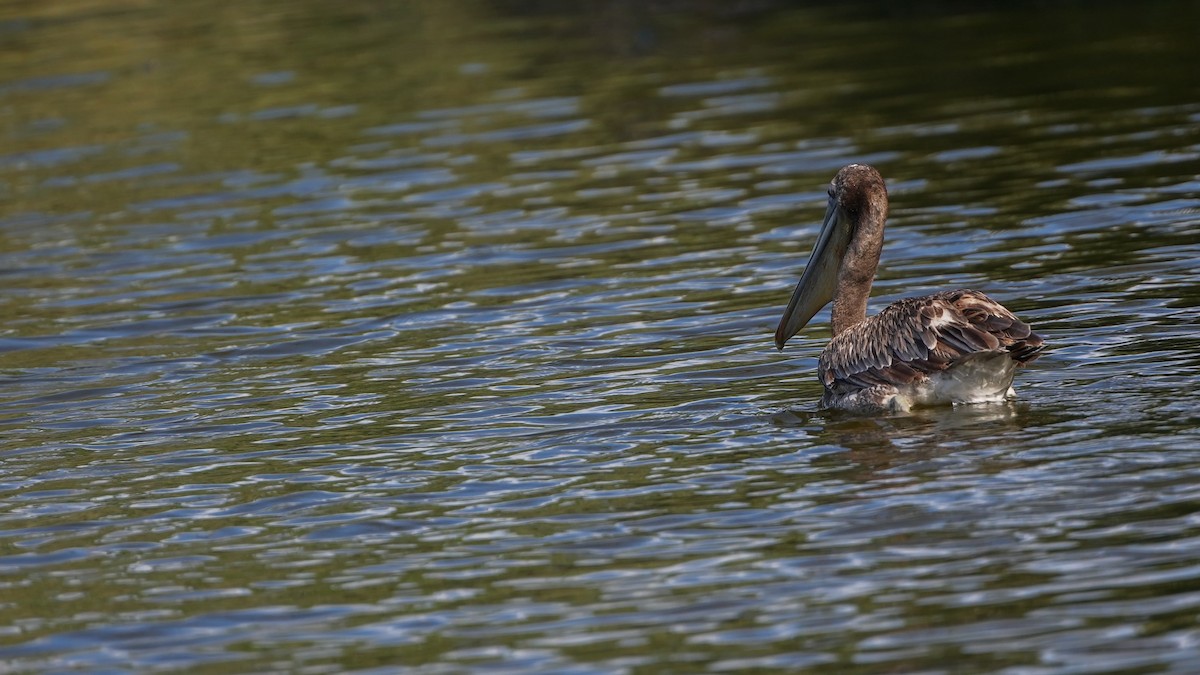 Brown Pelican - ML620779553