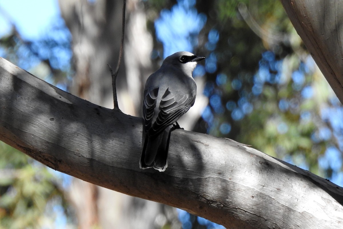 White-bellied Cuckooshrike - ML620779554