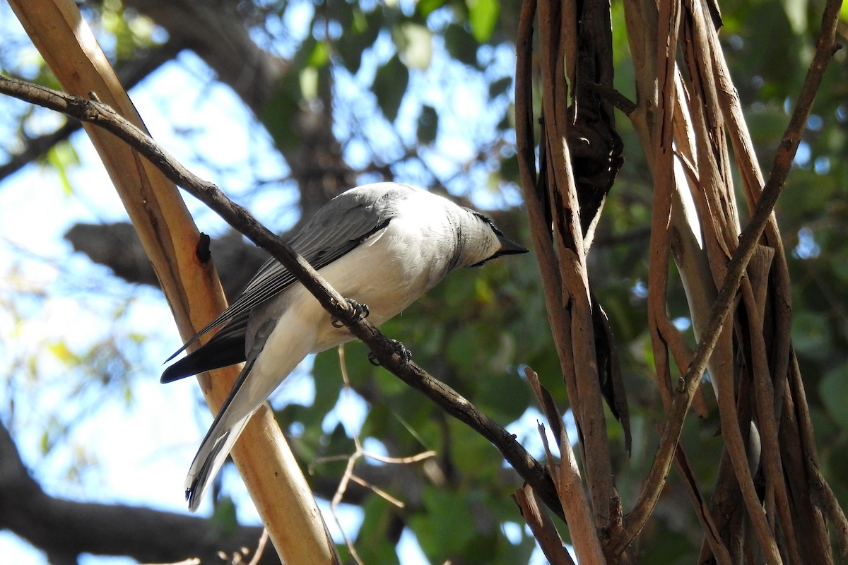 White-bellied Cuckooshrike - ML620779555