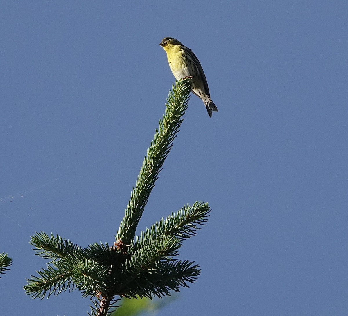 European Serin - Howard Laidlaw