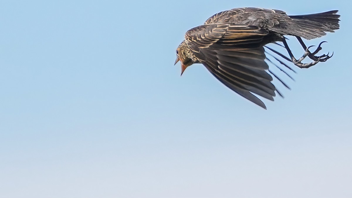 Red-winged Blackbird (Red-winged) - ML620779557