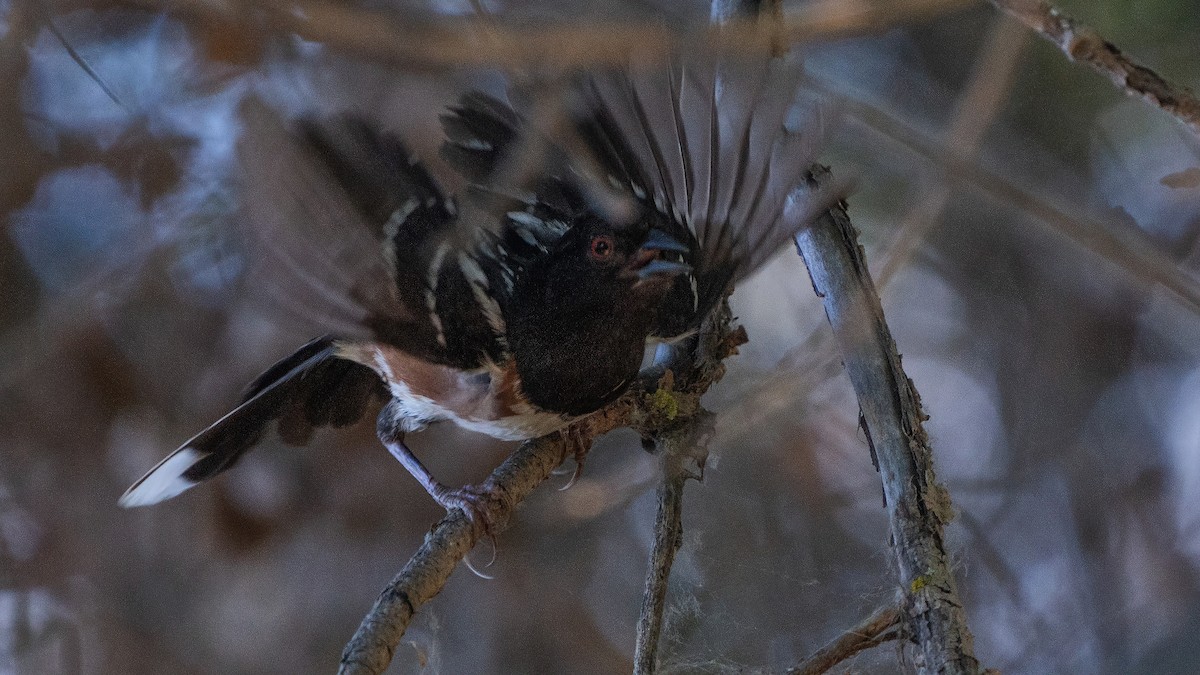 Spotted Towhee - ML620779559