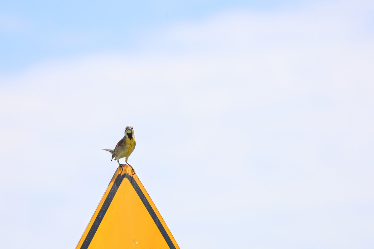 Dickcissel - ML620779561