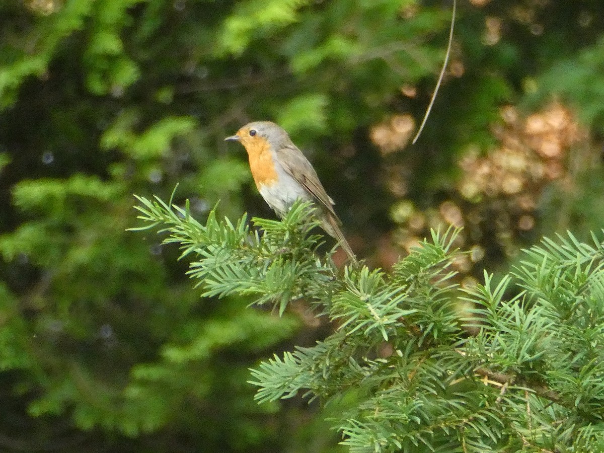 European Robin - ML620779563