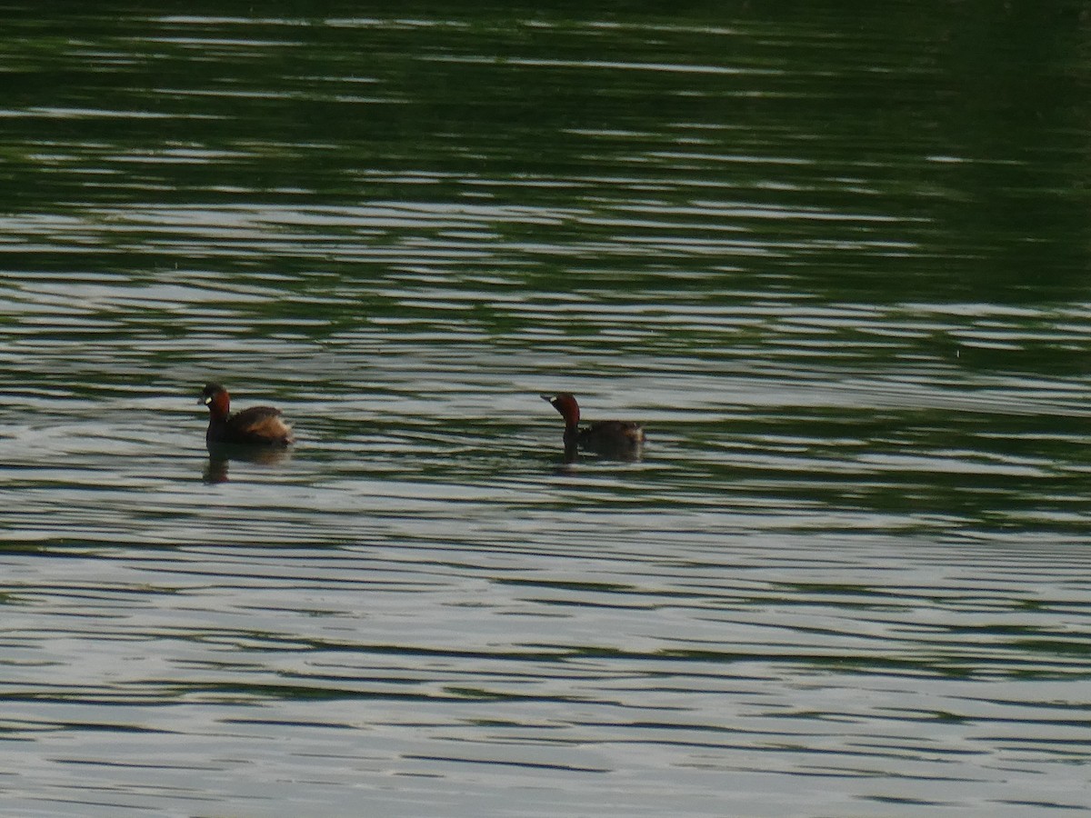 Little Grebe - ML620779565