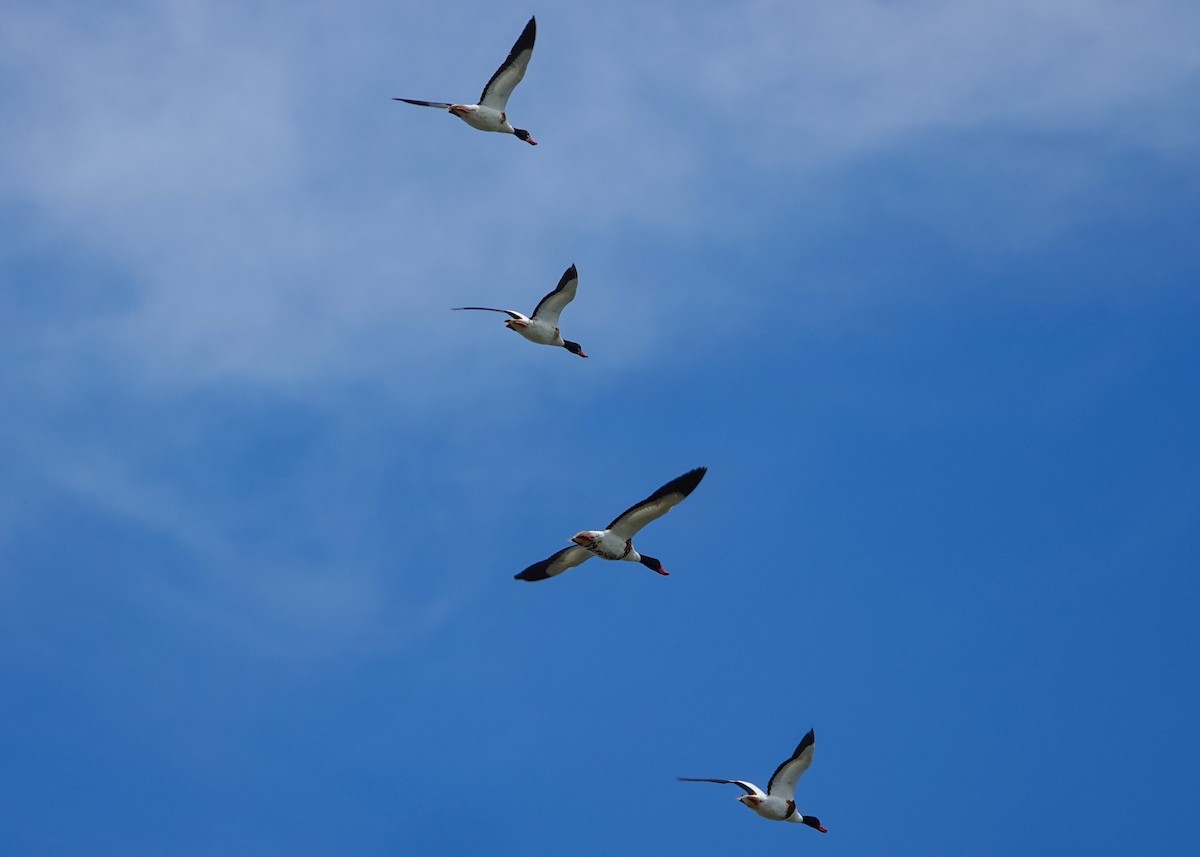 Common Shelduck - ML620779566