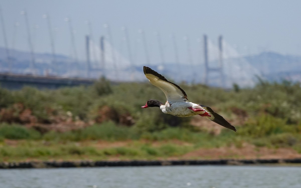 Common Shelduck - ML620779567