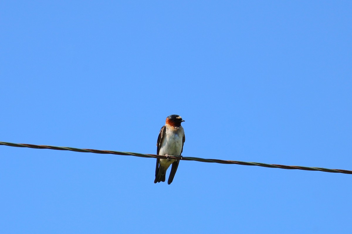 Cliff Swallow - ML620779570