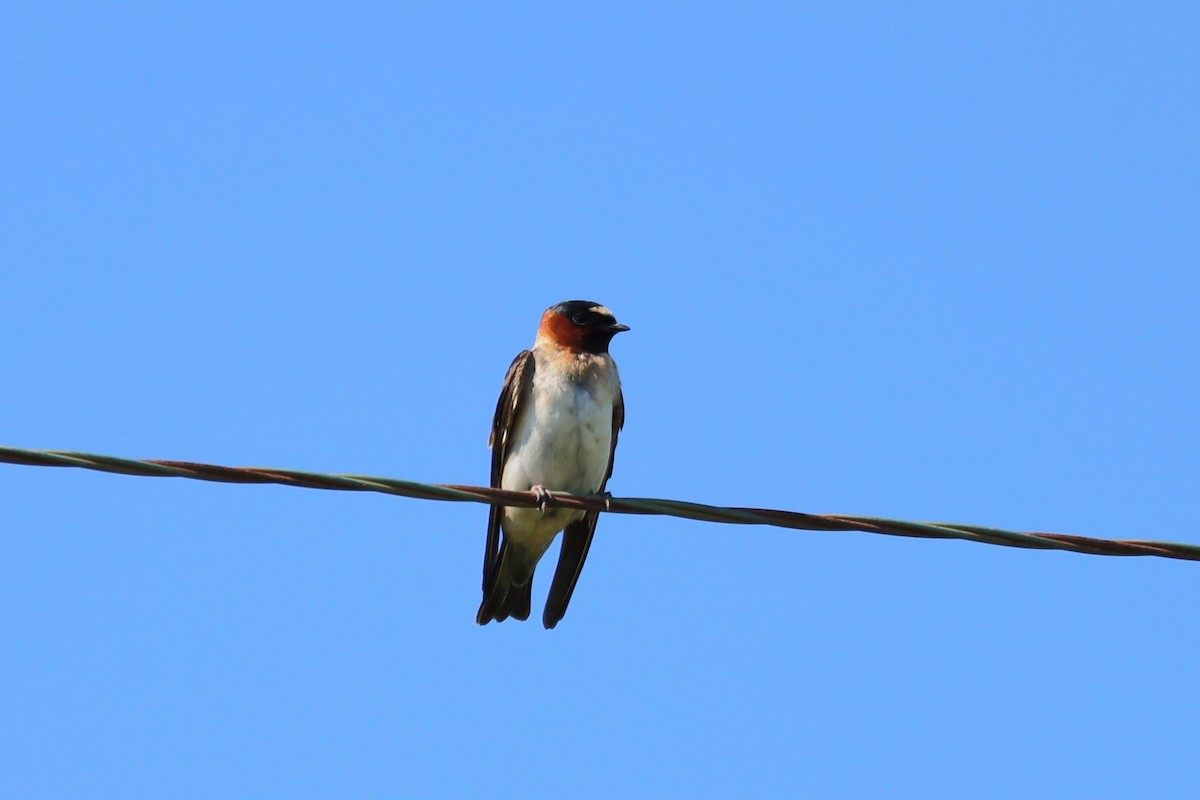 Cliff Swallow - ML620779571