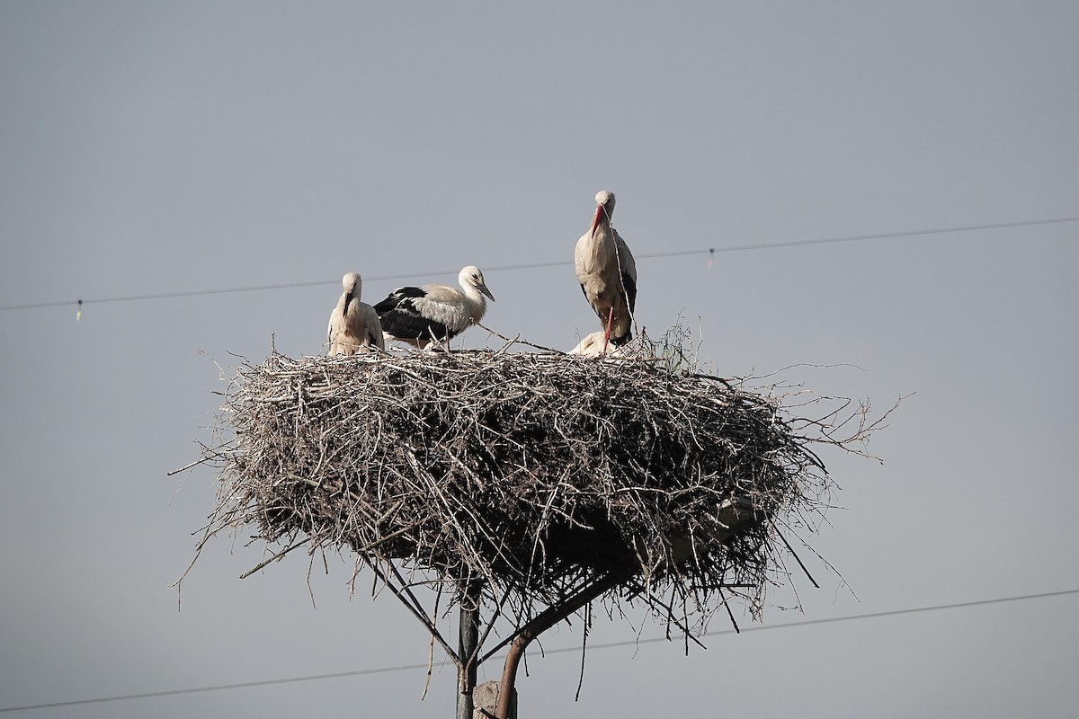 White Stork - ML620779573