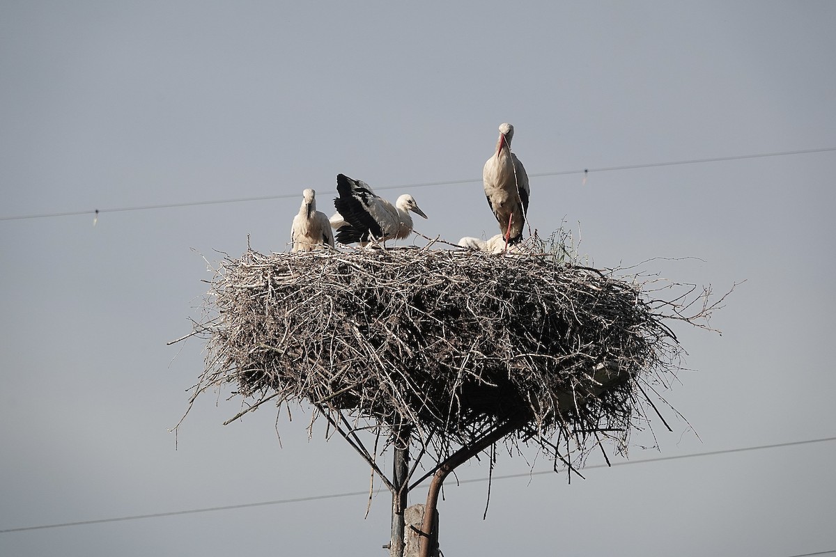 White Stork - Howard Laidlaw