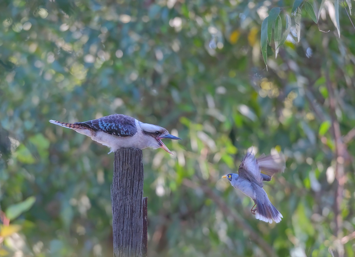 Laughing Kookaburra - ML620779576