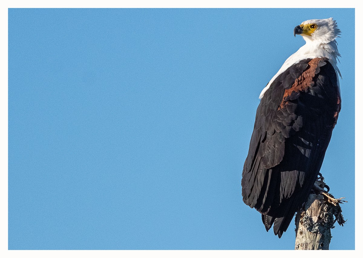 African Fish-Eagle - ML620779577