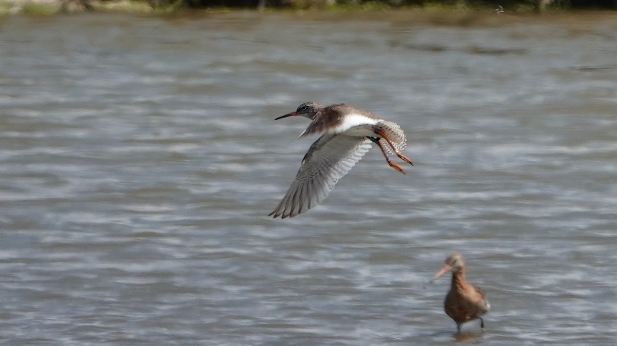 Common Redshank - ML620779581