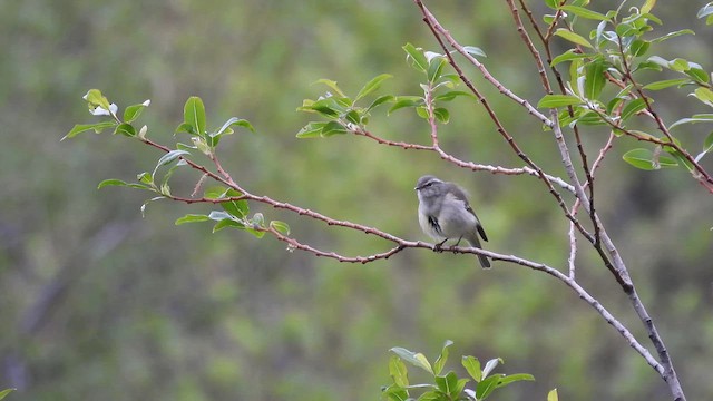 淡眉柳鶯 - ML620779592