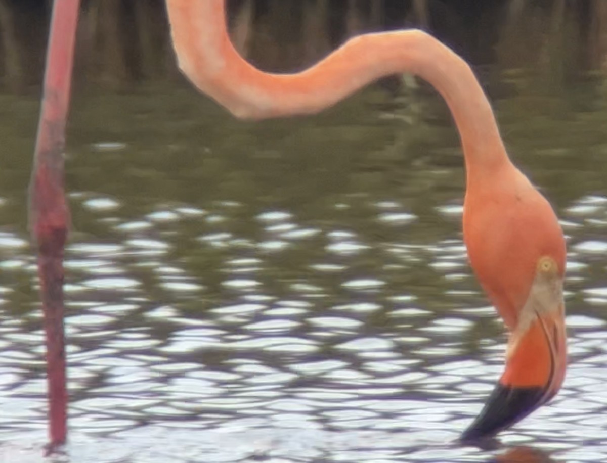 American Flamingo - ML620779616