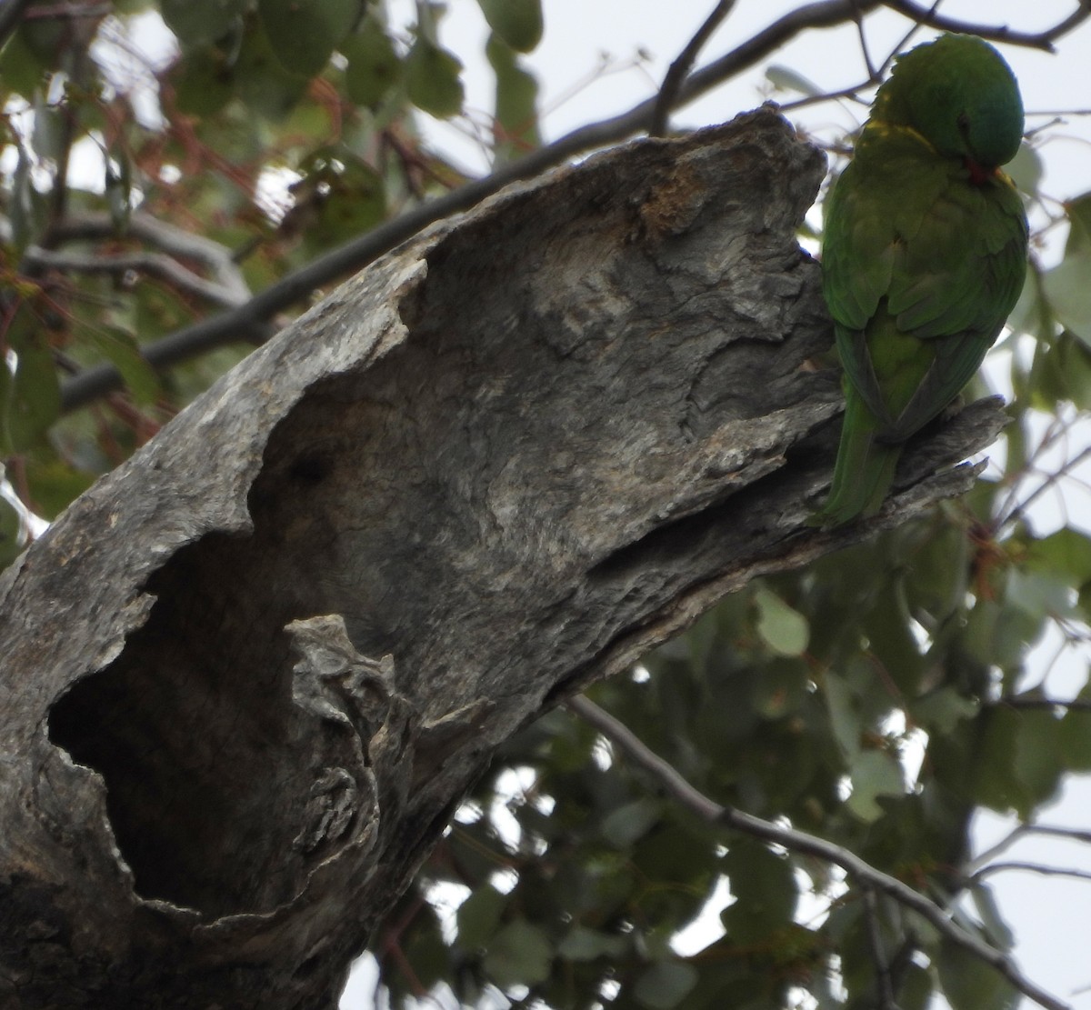 Scaly-breasted Lorikeet - ML620779619