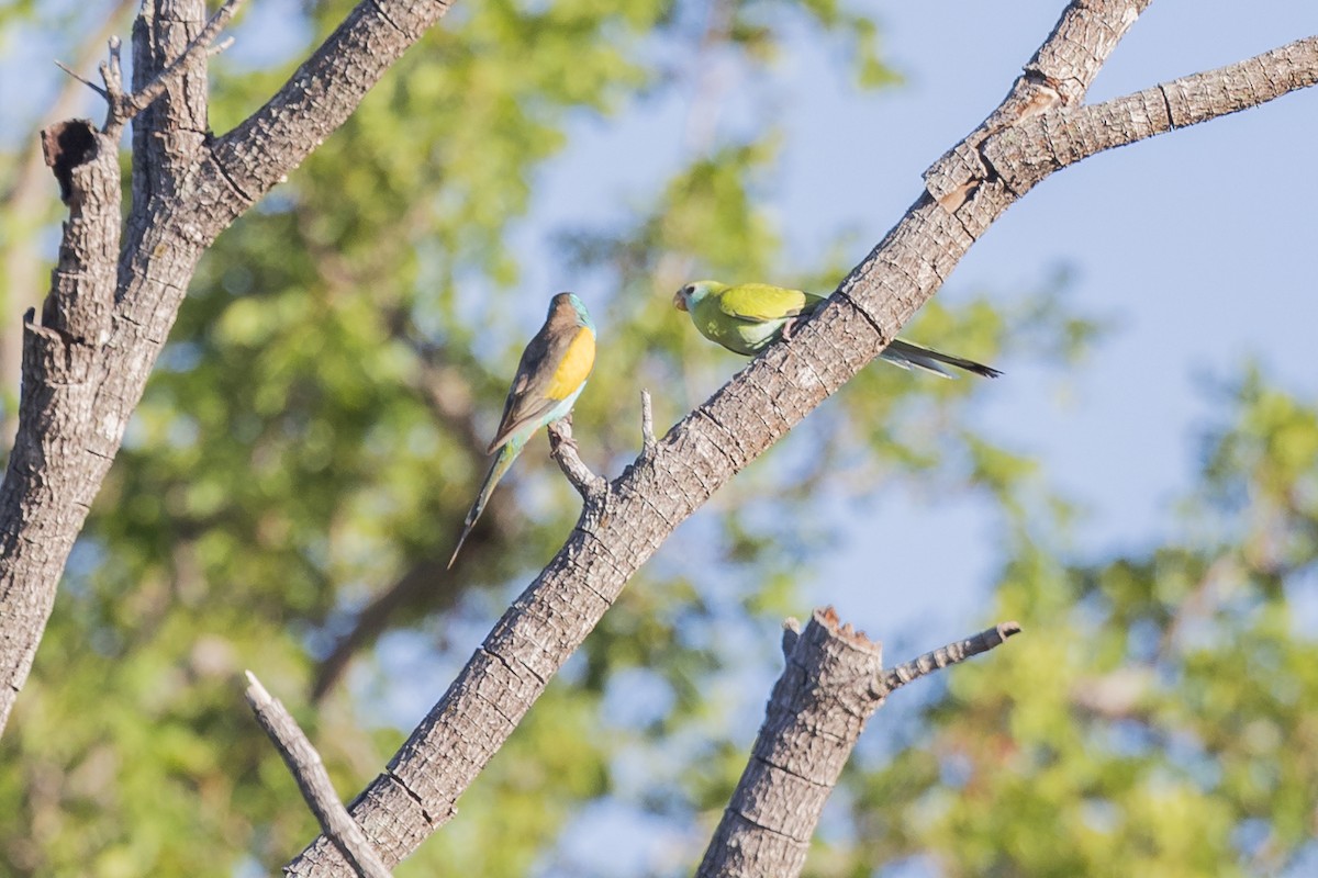 Hooded Parrot - ML620779621