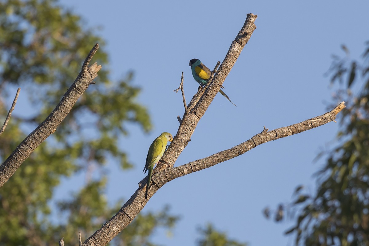 Hooded Parrot - ML620779624