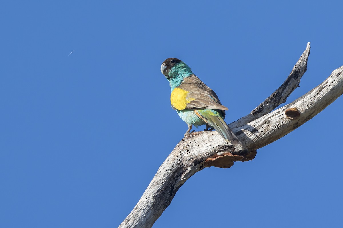 Hooded Parrot - ML620779625