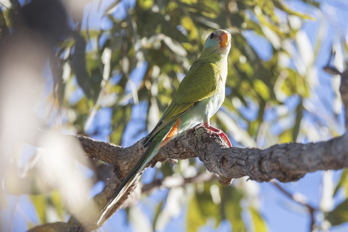 Hooded Parrot - ML620779627