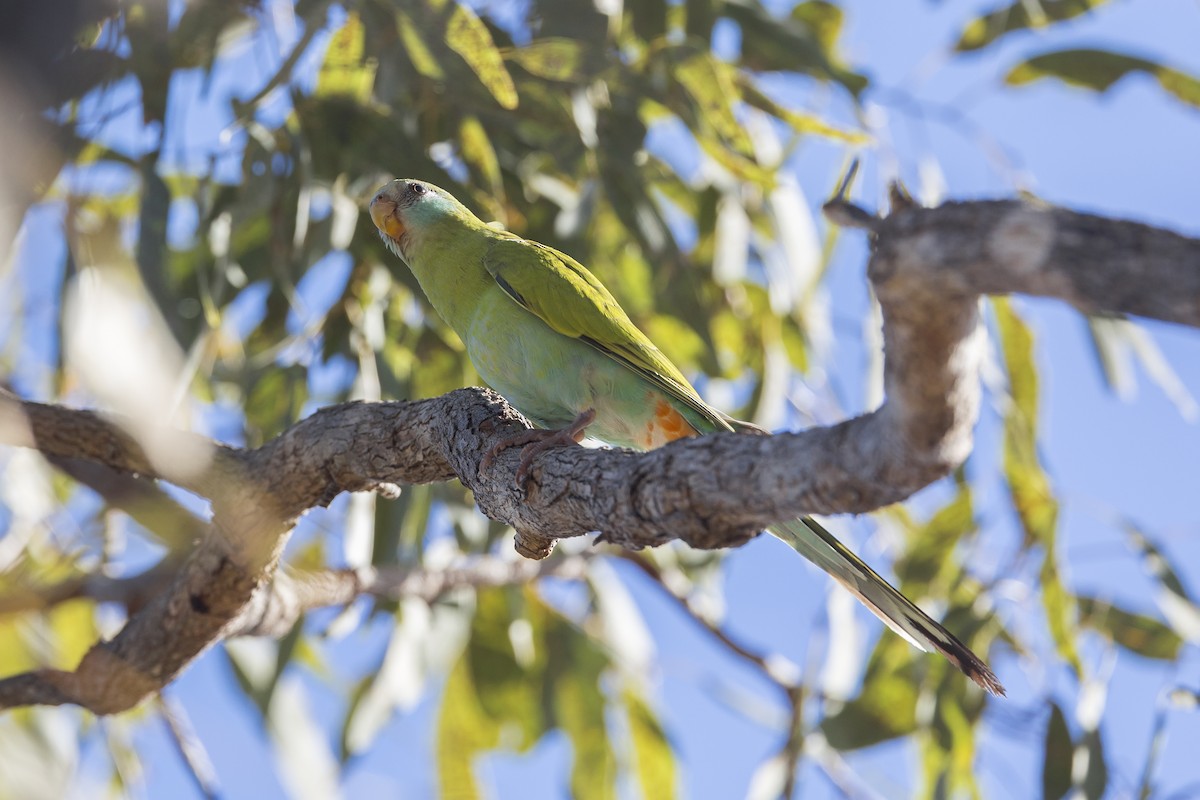 Hooded Parrot - ML620779628