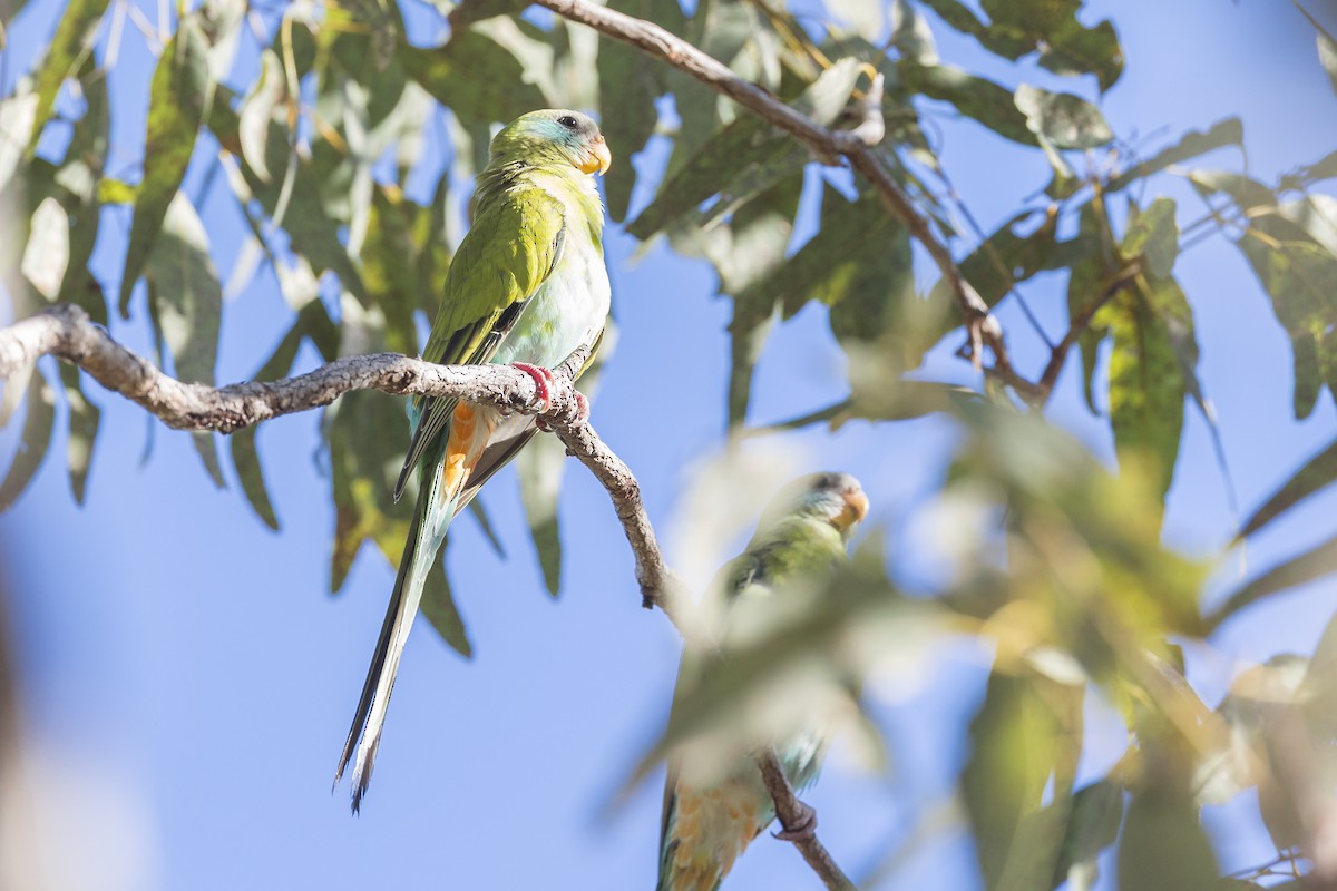 Hooded Parrot - ML620779629