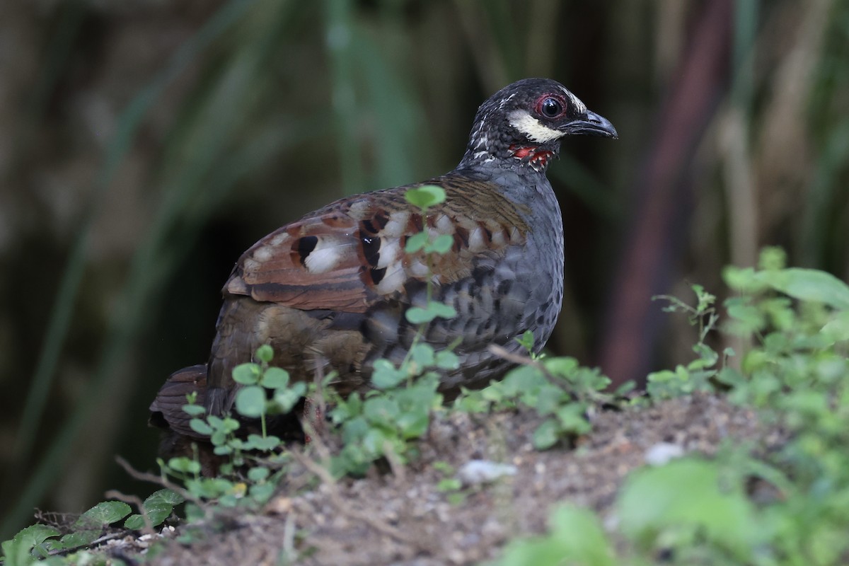 Malayan Partridge - ML620779646