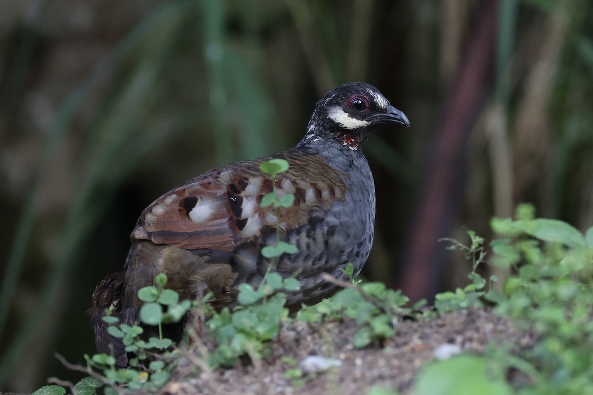 Malayan Partridge - ML620779648