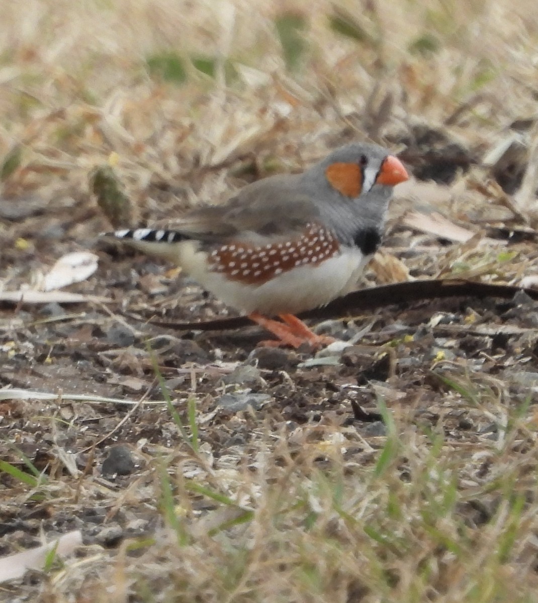 Zebra Finch - ML620779649