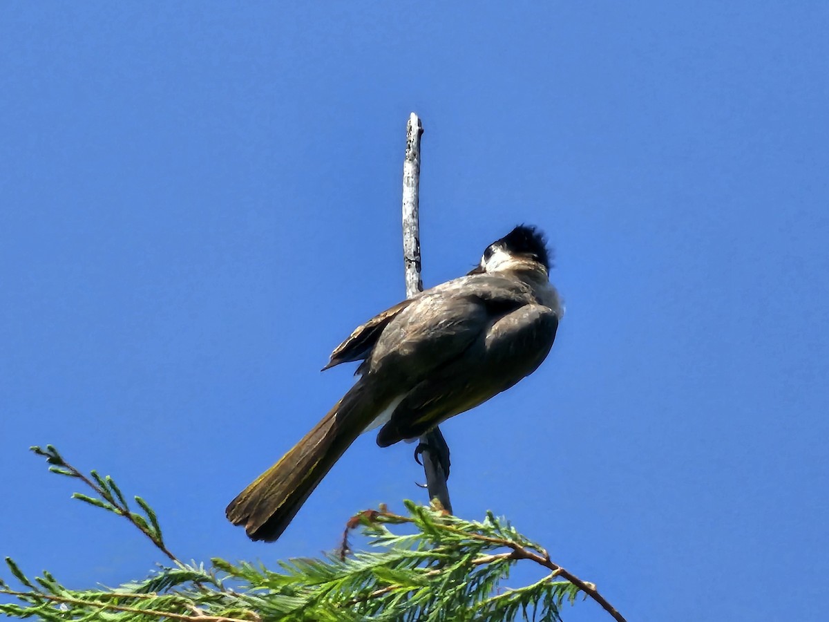 Styan's Bulbul - ML620779652