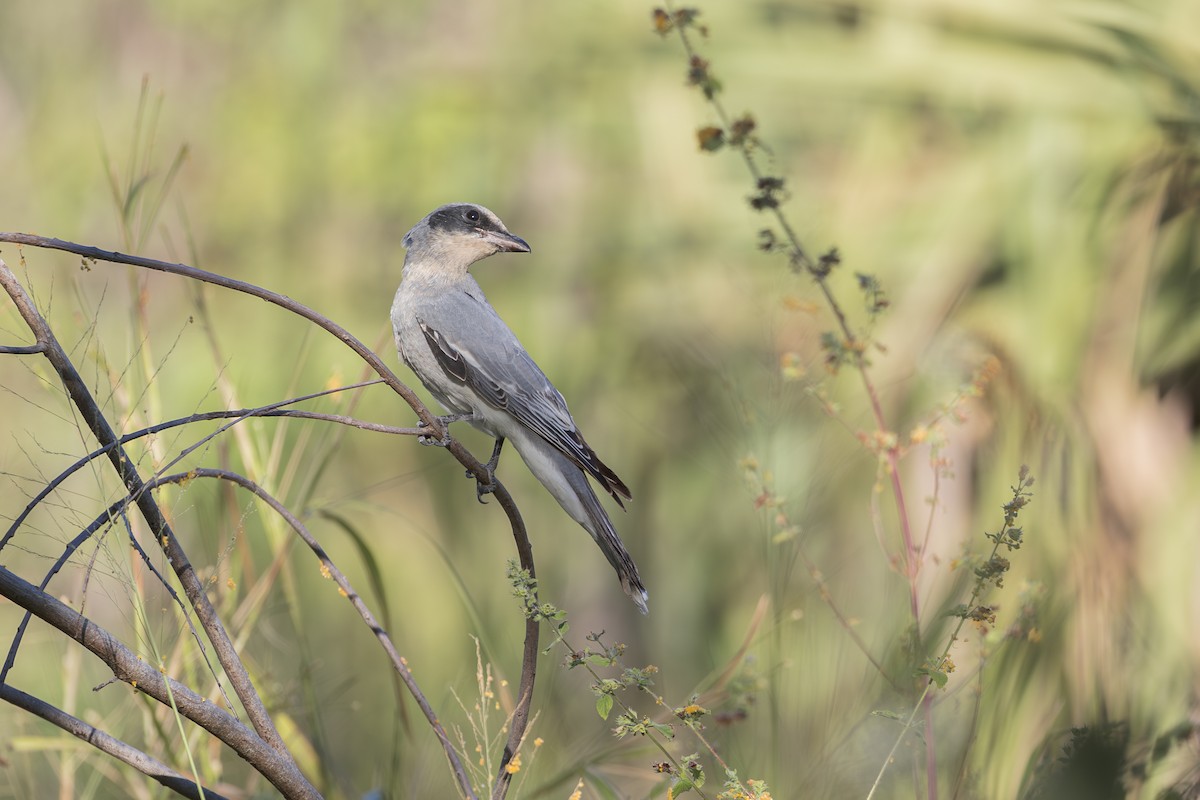 Black-faced Cuckooshrike - ML620779655