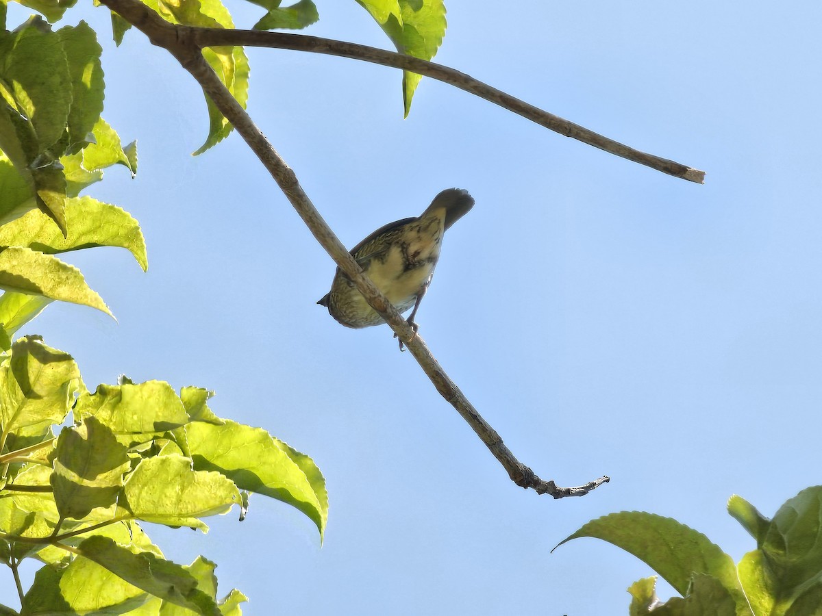 Scaly-breasted Munia - ML620779656