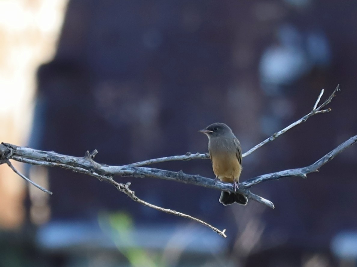 Say's Phoebe - ML620779659